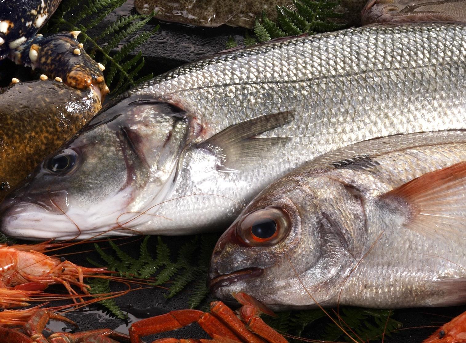 Comprar pescado fresco online: Sargo directo de Lonja